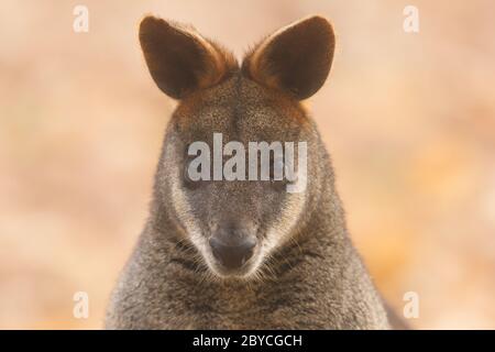 Close-up swamp wallaby Foto Stock