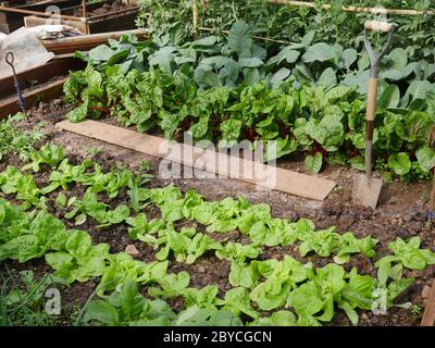 Verdure coltivate in coperta, cavolo, lattuga da bietole, fagioli da tavola Foto Stock
