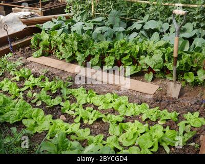 Verdure coltivate in coperta, cavolo, lattuga da bietole, fagioli da tavola Foto Stock
