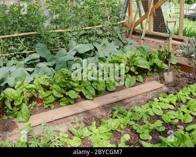 Verdure coltivate in coperta, cavolo, lattuga da bietole, fagioli da tavola Foto Stock