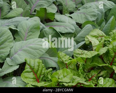 Verdure coltivate sotto copertura, cavolo e bietole Foto Stock