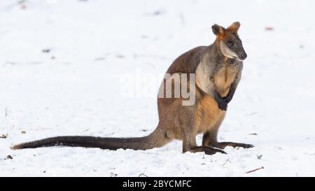 Swamp wallaby nella neve Foto Stock