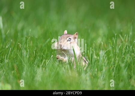 Un carino piccolo Chipmunk orientale Tamias striatus foraggio in erba in estate vicino è burrow. Foto Stock