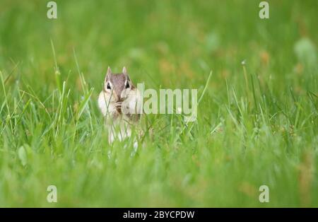 Un carino piccolo Chipmunk orientale Tamias striatus foraggio in erba in estate vicino è burrow. Foto Stock