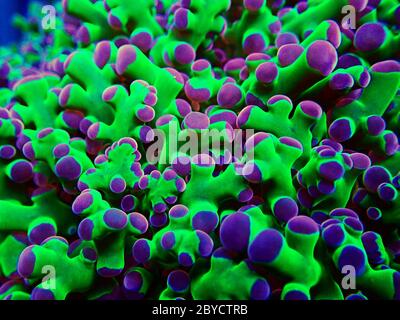 Incredibile colorato Euphyllia divisa aka Frogspawn LPS corallo Foto Stock