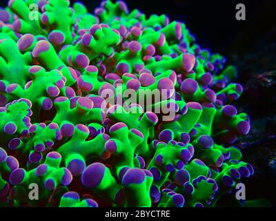 Incredibile colorato Euphyllia divisa aka Frogspawn LPS corallo Foto Stock