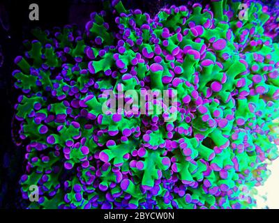 Incredibile colorato Euphyllia divisa aka Frogspawn LPS corallo Foto Stock