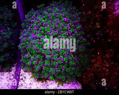 Incredibile colorato Euphyllia divisa aka Frogspawn LPS corallo Foto Stock