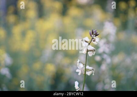 Rucola in fiore Foto Stock