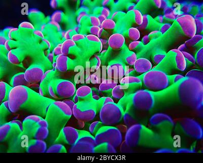 Incredibile colorato Euphyllia divisa aka Frogspawn LPS corallo Foto Stock