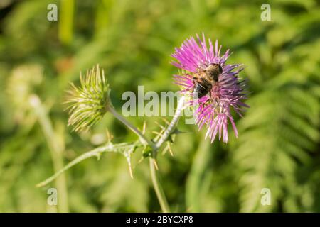 ape che raccoglie polline su un fiore di thistle con luce solare Foto Stock