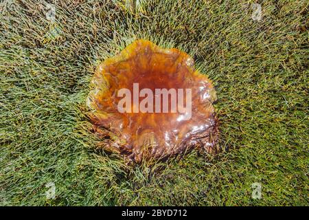 Il Lion's Mane Jelly (cyanea capillata) è stato lavato sulla riva nel Naikoon Provincial Park, Haida Gwaii, British Columbia Foto Stock