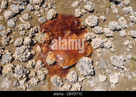 Il Lion's Mane Jelly (cyanea capillata) è stato lavato sulla riva nel Naikoon Provincial Park, Haida Gwaii, British Columbia Foto Stock