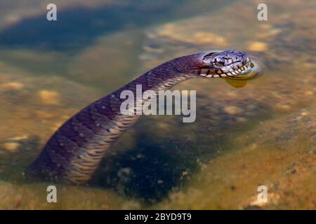 Serpente d'acqua settentrionale (Nerodia Sipedon) che si stagliano dall'acqua - Brevard, Carolina del Nord, Stati Uniti Foto Stock