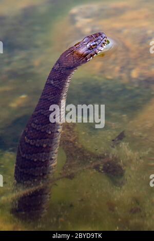 Serpente d'acqua settentrionale (Nerodia Sipedon) che si stagliano dall'acqua - Brevard, Carolina del Nord, Stati Uniti Foto Stock