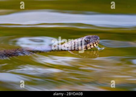 Snake dell'acqua settentrionale (Nerodia Sipedon) nuoto - Brevard, Carolina del Nord, Stati Uniti Foto Stock