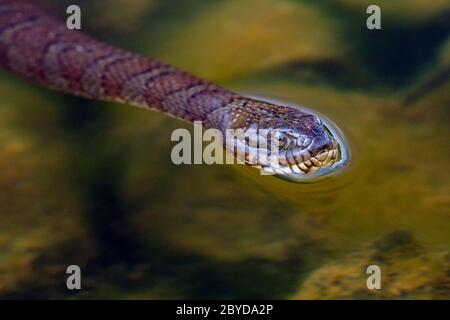 Snake dell'acqua settentrionale (Nerodia Sipedon) nuoto - Brevard, Carolina del Nord, Stati Uniti Foto Stock