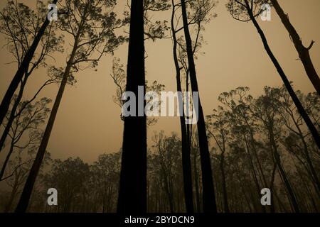 I resti di una proprietà distrutta dagli incendi boschivi nelle idrovie, Victoria Australia all'inizio di gennaio 2020. Foto Stock