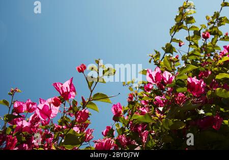Fiori rossi Foto Stock