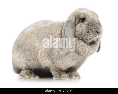 Lop-coniglio earred Foto Stock