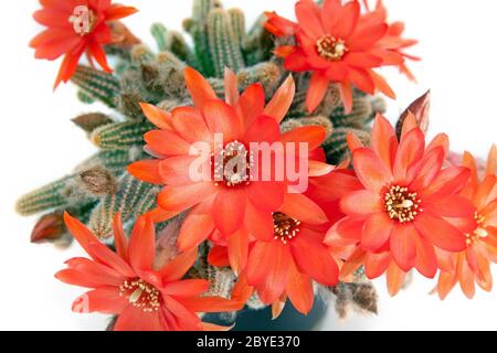 rosso cactus fiore su bianco Foto Stock