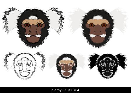 scimmia di marmoset comune nella vista faccia Illustrazione Vettoriale