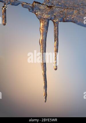 cicola frizzante al tramonto Foto Stock