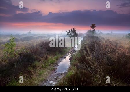 percorso bagnato e stretto in nebbia Foto Stock