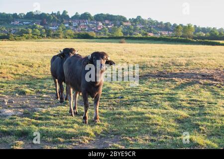 Bubalus bubalis. Bufalo d'acqua nella campagna inglese di prima mattina subito dopo l'alba. Napton, Warwickshire, Inghilterra Foto Stock