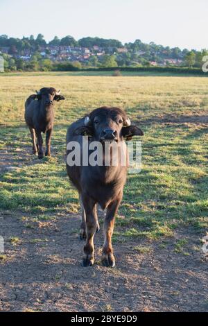 Bubalus bubalis. Bufalo d'acqua nella campagna inglese di prima mattina subito dopo l'alba. Napton, Warwickshire, Inghilterra Foto Stock