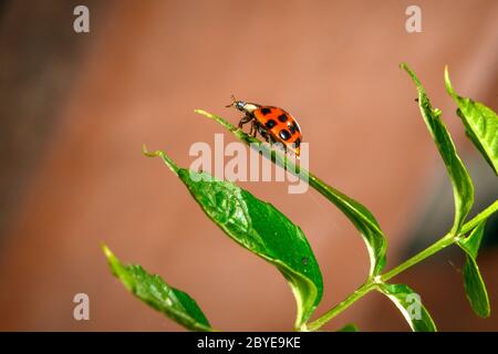 Asian Lady Beetle - Harmonia axyridis Foto Stock