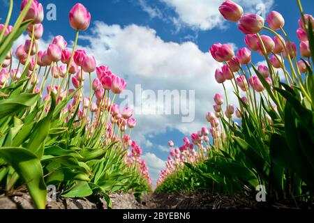 pink growing tulips on field Foto Stock