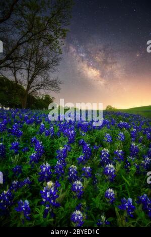 Bella strada lattiginosa sopra il blueboonnet di fiori selvatici, fiore di stato del Texas a Ennis Foto Stock