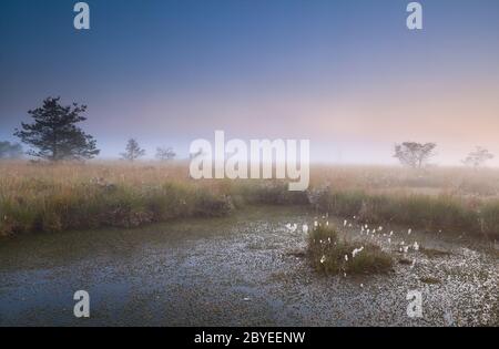 alba misty sopra la palude Foto Stock