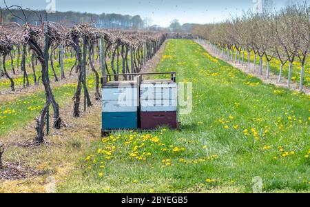 Le api in legno riposano in un vigneto primaverile e frutteto di ciliegi, con api pronte ad impollinare alberi da frutto e viti Foto Stock