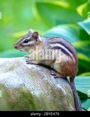 Un piccolo scoiattolo di terra chiamato anche un chipmunk, si erge sul suo persico roccioso in un giardino primaverile Foto Stock