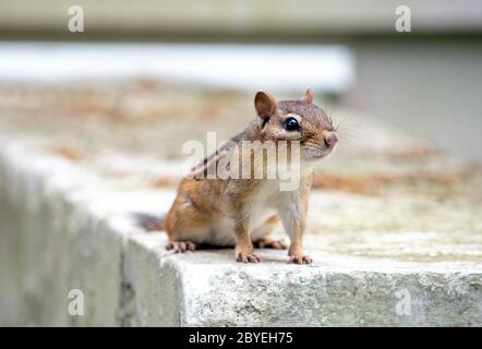 Il piccolo chipmunk si alza attento e attento, mentre guardava per il pericolo in giardino Foto Stock