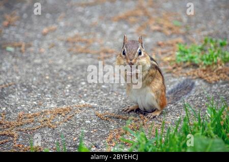 Un piccolo chipmunk sorridente si pone con un'espressione carina, mentre si trova sul marciapiede di cemento Foto Stock