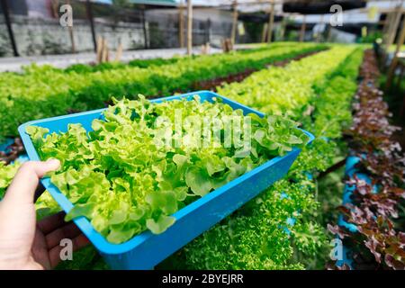 Fattoria di hydroponics ,test di lavoratore e di raccogliere i dati ambientali da lattuga hydroponic organici vegetali alla fattoria di serra giardino. Foto Stock