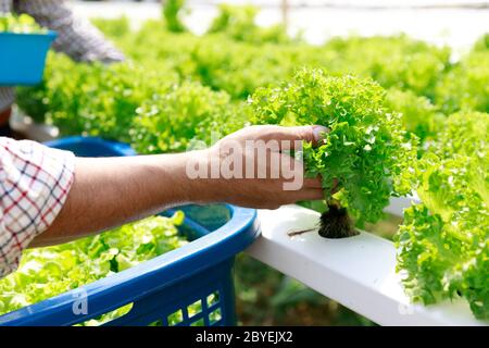 Fattoria di hydroponics ,test di lavoratore e di raccogliere i dati ambientali da lattuga hydroponic organici vegetali alla fattoria di serra giardino. Foto Stock