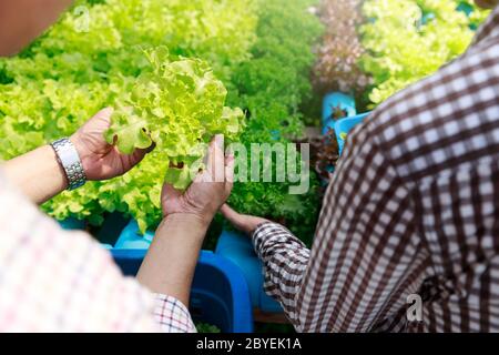 Fattoria di hydroponics ,test di lavoratore e di raccogliere i dati ambientali da lattuga hydroponic organici vegetali alla fattoria di serra giardino. Foto Stock