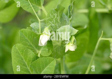 Primo piano dal fiore di piselli verdi Foto Stock