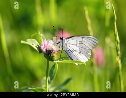 La farfalla bianca si siede su un trifoglio Foto Stock