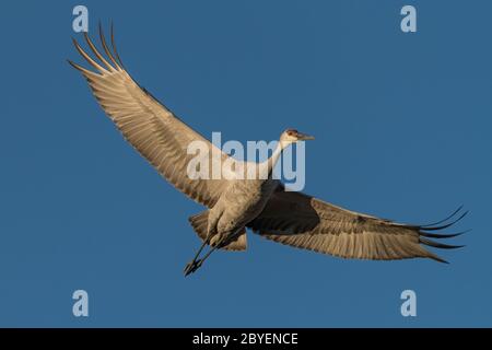 Due gru di sabbia in volo con luce dorata del mattino e cielo blu. Foto Stock