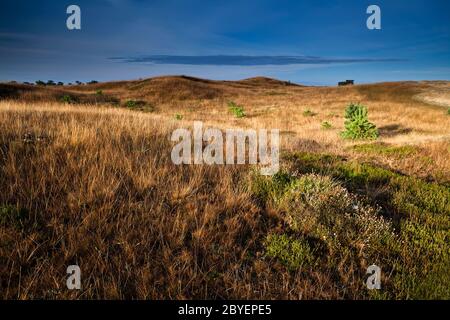 fiori di heather sulle colline Foto Stock