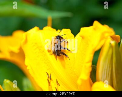 Ape su un giglio giallo Foto Stock