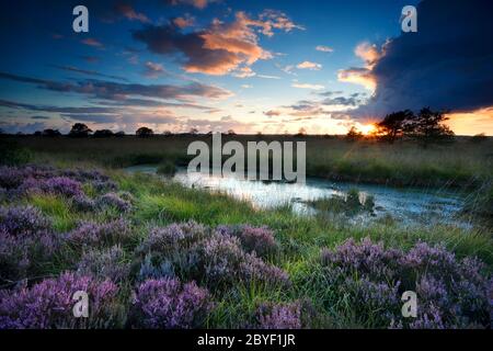 tempesta al tramonto sulla palude con erica fiorente Foto Stock