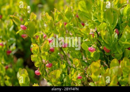 Primo piano su il fiore di mirtillo selvatico Foto Stock