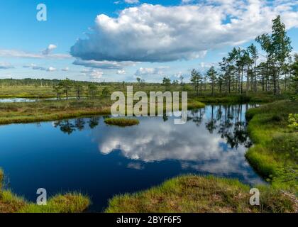 Paesaggio panoramico con laghi di palude blu circondati da piccoli pini e birch e mossi verdi in una giornata estiva con cielo blu e bianche nuvole di cumuli, Foto Stock