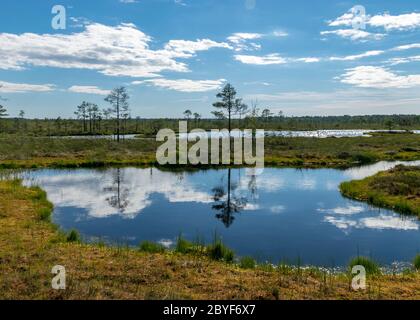 Paesaggio panoramico con laghi di palude blu circondati da piccoli pini e birch e mossi verdi in una giornata estiva con cielo blu e bianche nuvole di cumuli, Foto Stock